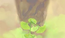 2019江西油菜花什么时候开