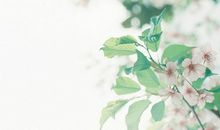 谁是经不起他人嘲讽的人