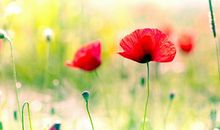 爱用苦肉计博同情的生肖女