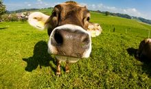 乙丑牛是什么意思