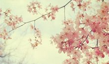 紫微看哪种女人易招桃花劫