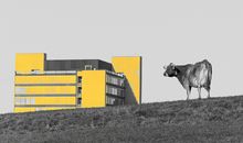 丁丑牛是什么意思