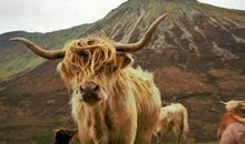 辛丑牛是什么意思