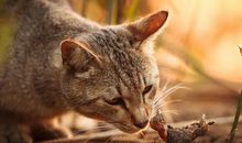 梦见别人吃螃蟹是什么意思