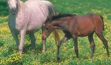 生肖马在英语中的象征意义