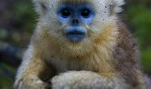 生肖猴在英语中的象征意义