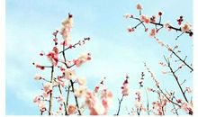 春分节气祝福语