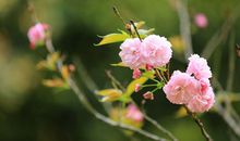 春分节气的谚语