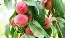 心理测试：渴了想摘哪个水果吃？测你即将要发生的好事是什么