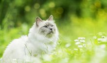 猫石对话每日运势2018年8月27日