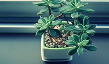 唐绮阳/唐立淇今日运势2018年9月20日