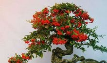 运势君:今日运势2018年6月10日