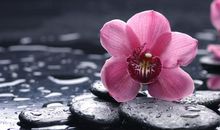 2012年2月12星座的桃花运势