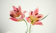 猫石对话每日运势2019年3月6日