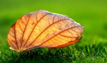 狮子座今日运势2017年11月16日