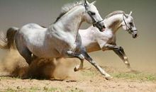 杨清华2014年属马人运势