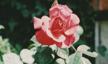 诡魅塔罗今日运势2018年3月20日