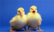 海百合:今日运势2018年6月19日