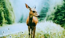 诡魅塔罗今日运势2018年1月17日