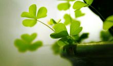 闹闹女巫店今日运势2018年2月19日