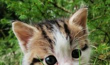 猫石对话每日运势2017年7月8日