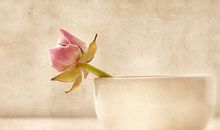 薇薇安巨蟹座2011年12月运势