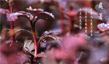 处暑之后福泽绵长的三大生肖