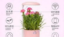 正确养花帮你旺财运