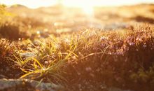 子时出生的属鼠人命运