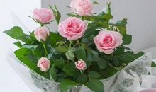 白羊座的幸运花