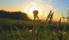 属猪白羊座男生性格