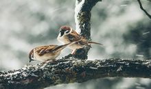 属猪水瓶座男生性格