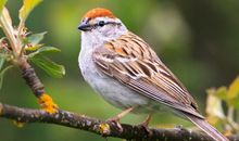 心理测试：哪只鸟正准备飞走？测测最让你念念不忘的人是谁？