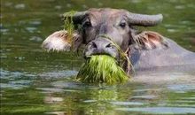 谁最爱老牛吃嫩草？