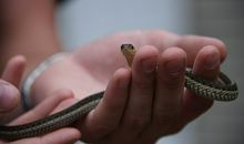 梦见家门外有很多大蛇