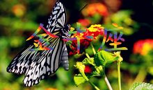 金牛座的爱情回头率高吗