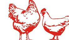 属鸡的性格特点有哪些？