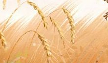 2021年6月芒种节气的时间是什么 2021年06月05日星期六