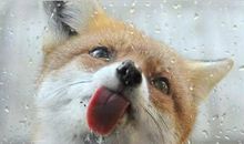 海百合12星座塔罗牌运势2018/9/19