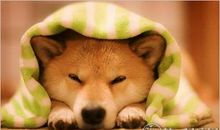 海百合12星座塔罗牌周运9.10-9.16