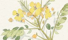 梦见满树槐花是什么征兆