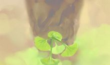 海百合12星座塔罗牌运势（2017/11/7）