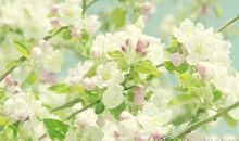 海百合12星座塔罗牌运势（2017/10/11）