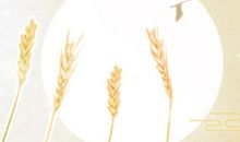 海百合12星座塔罗牌运势（2017/8/11）