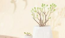 海百合12星座塔罗牌周运（8.7-8.13）