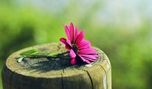 保加利亚嘉珊今日运势2018年4月12日