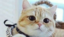 猫石对话每日运势2018年9月11日