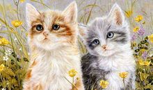 猫石对话每日运势2018年9月20日