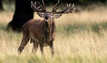 YAO叔今日运势2018年7月9日