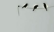 猫石对话每日运势2016年10月21日